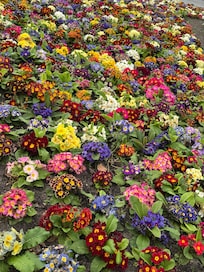 Spring flowers at Botanical gardens