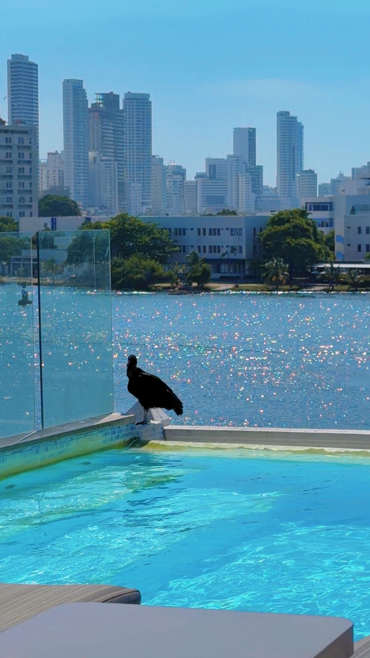 A visitor at the pool