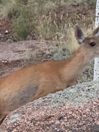 tons of deer