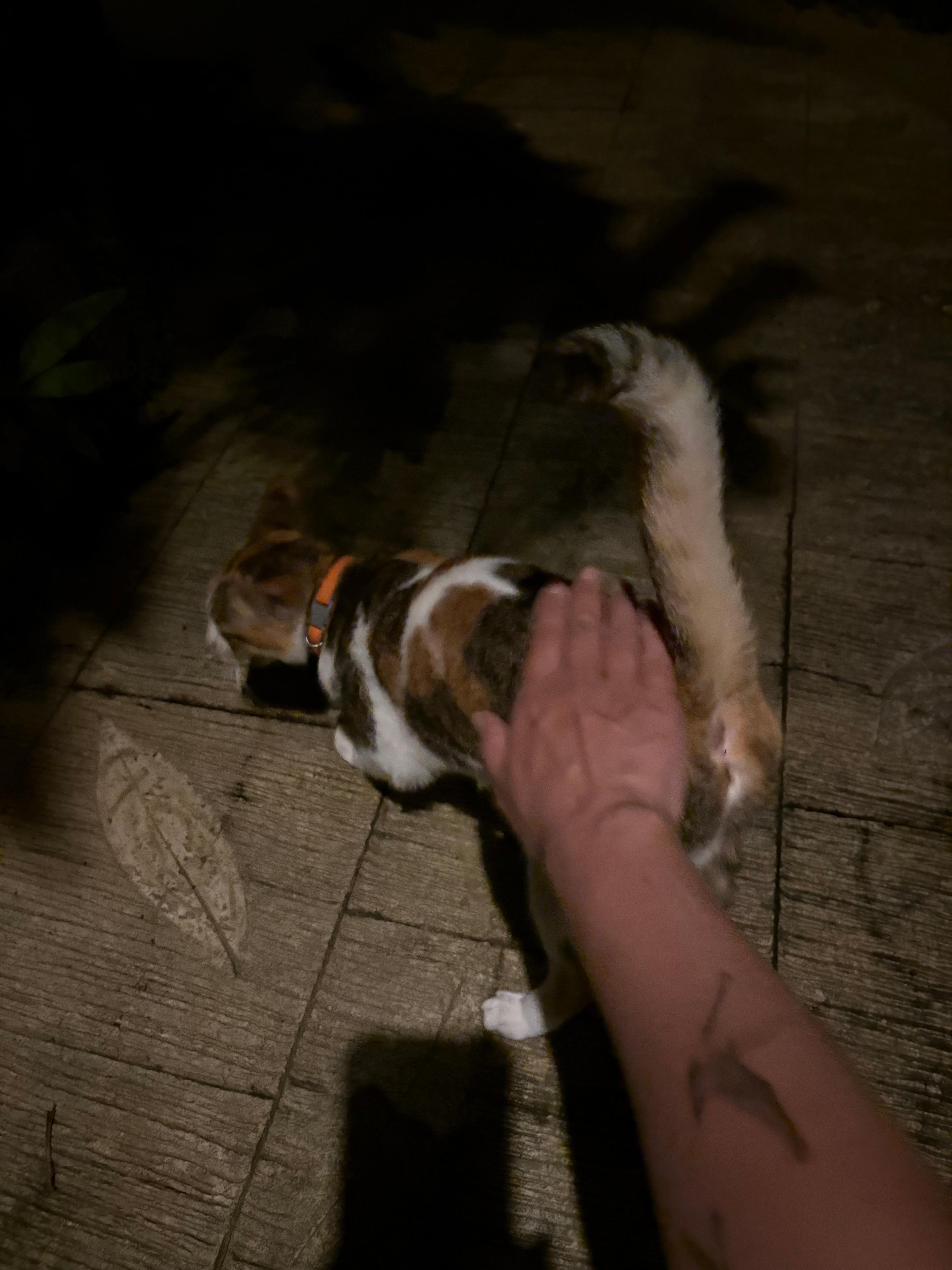 可愛い夜の訪問者🩷