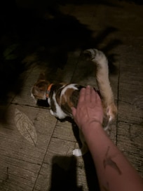 可愛い夜の訪問者🩷