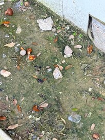 The trash surrounding this home upon check in was almost laughable.