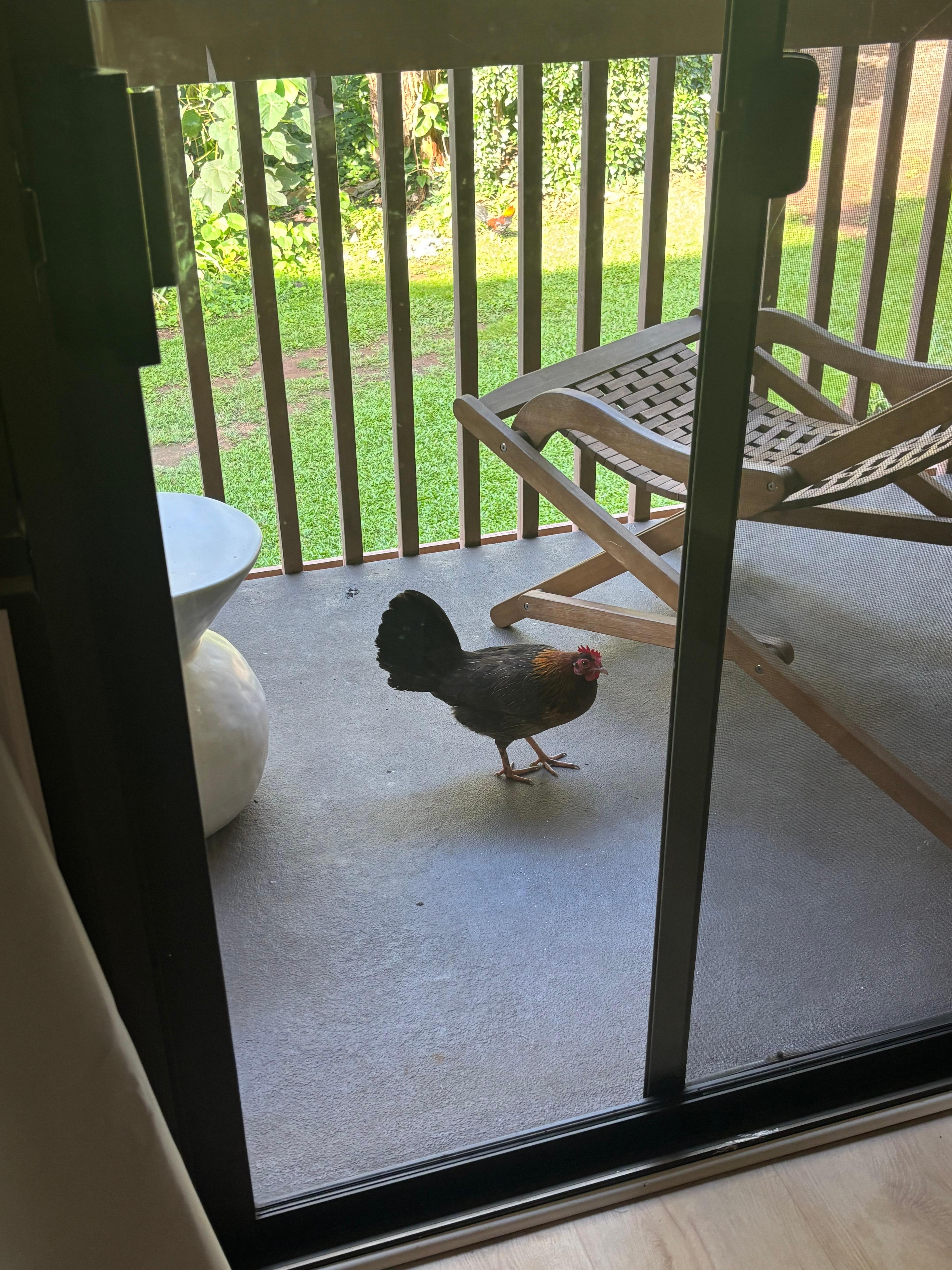 Morning chicken fiends 