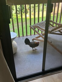 Morning chicken fiends