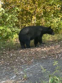 This bear was along the entrance road of the house.