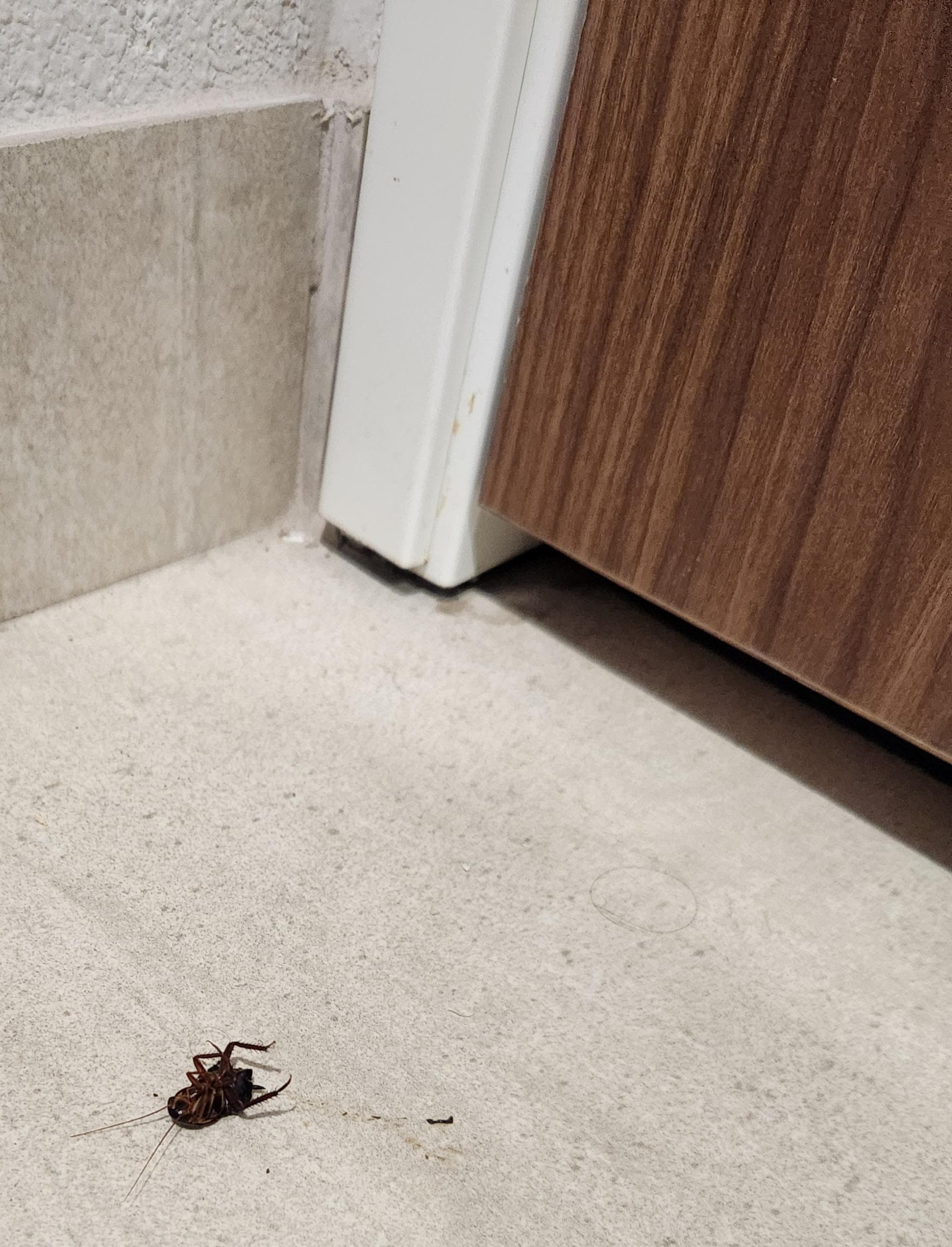 Cockroaches 