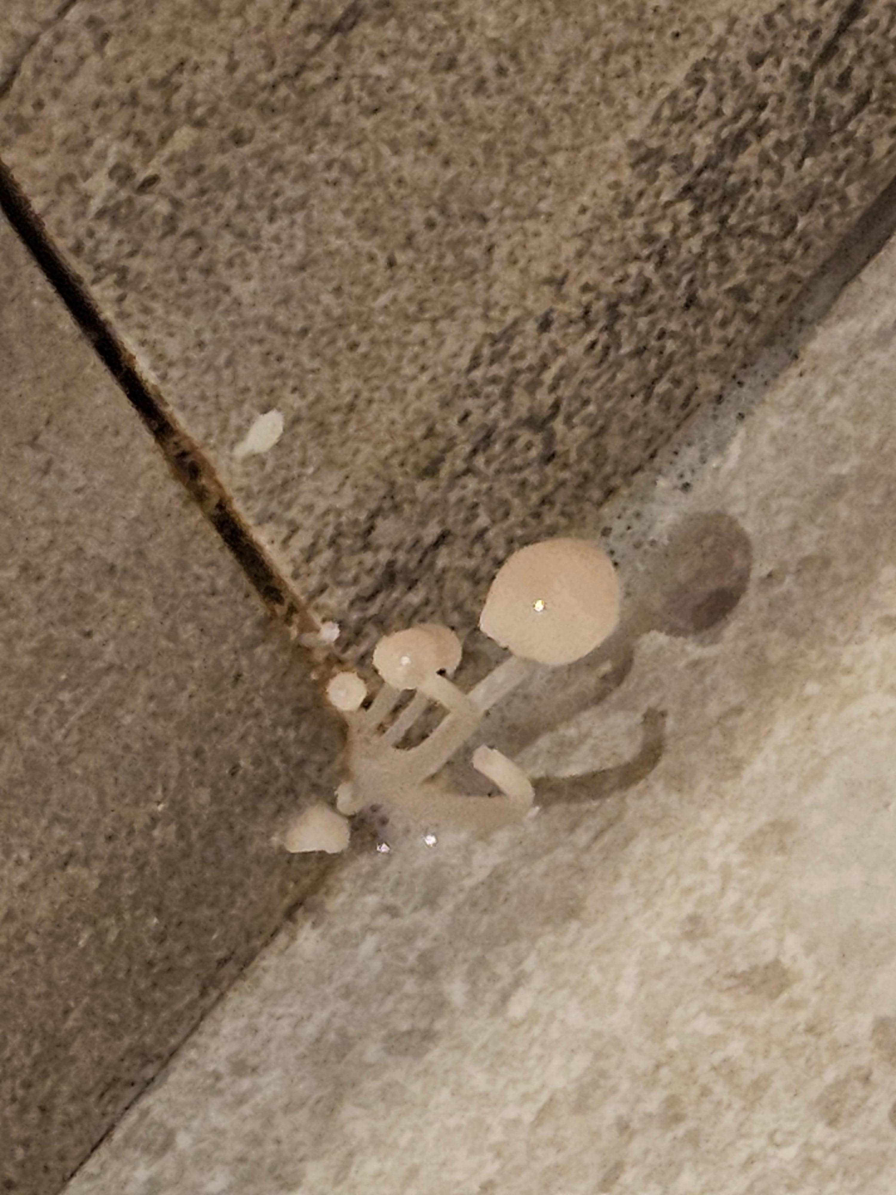 Mushrooms growth in the bathroom 