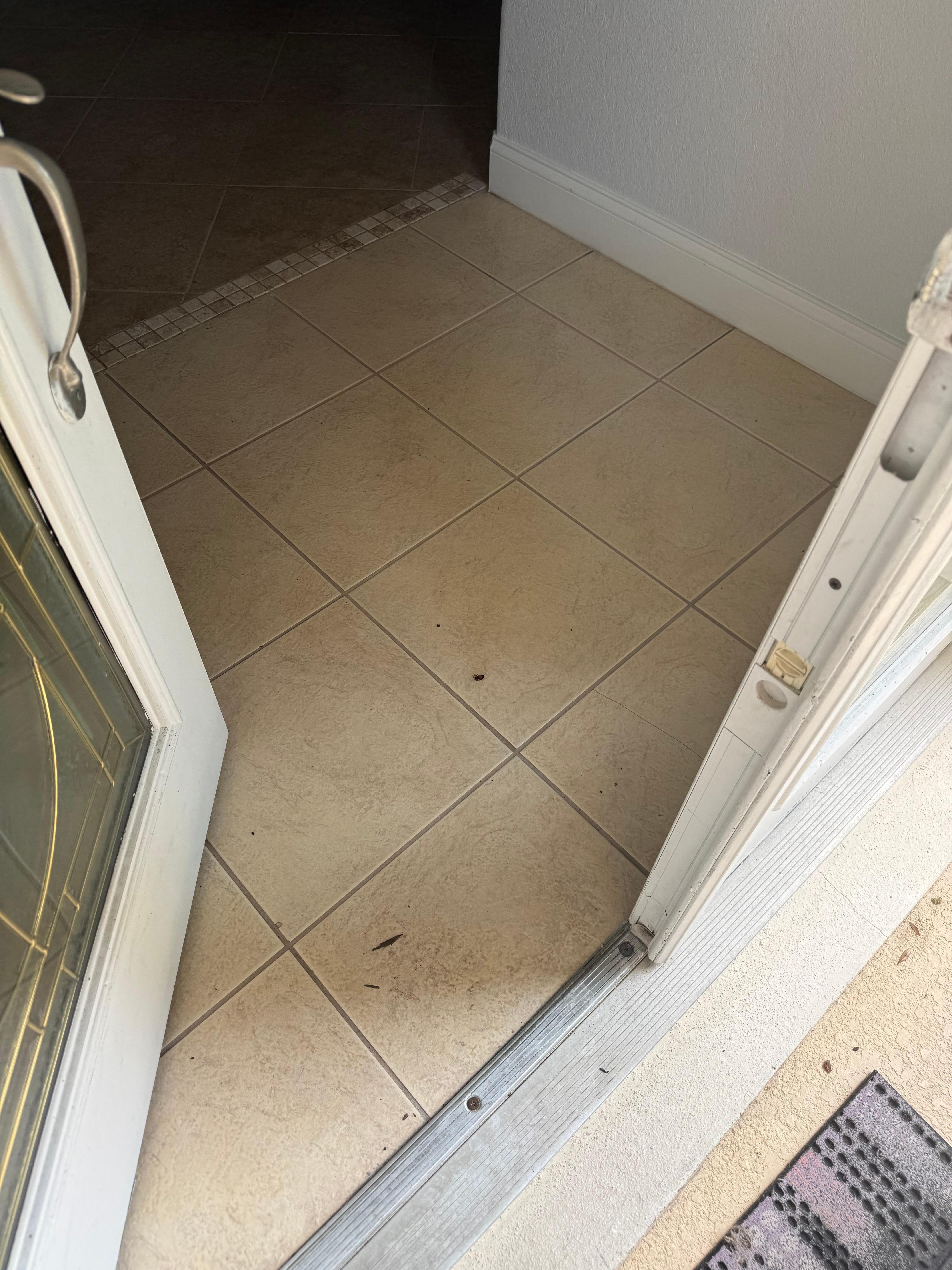 Dead bugs near entrance