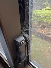 Window wildlife