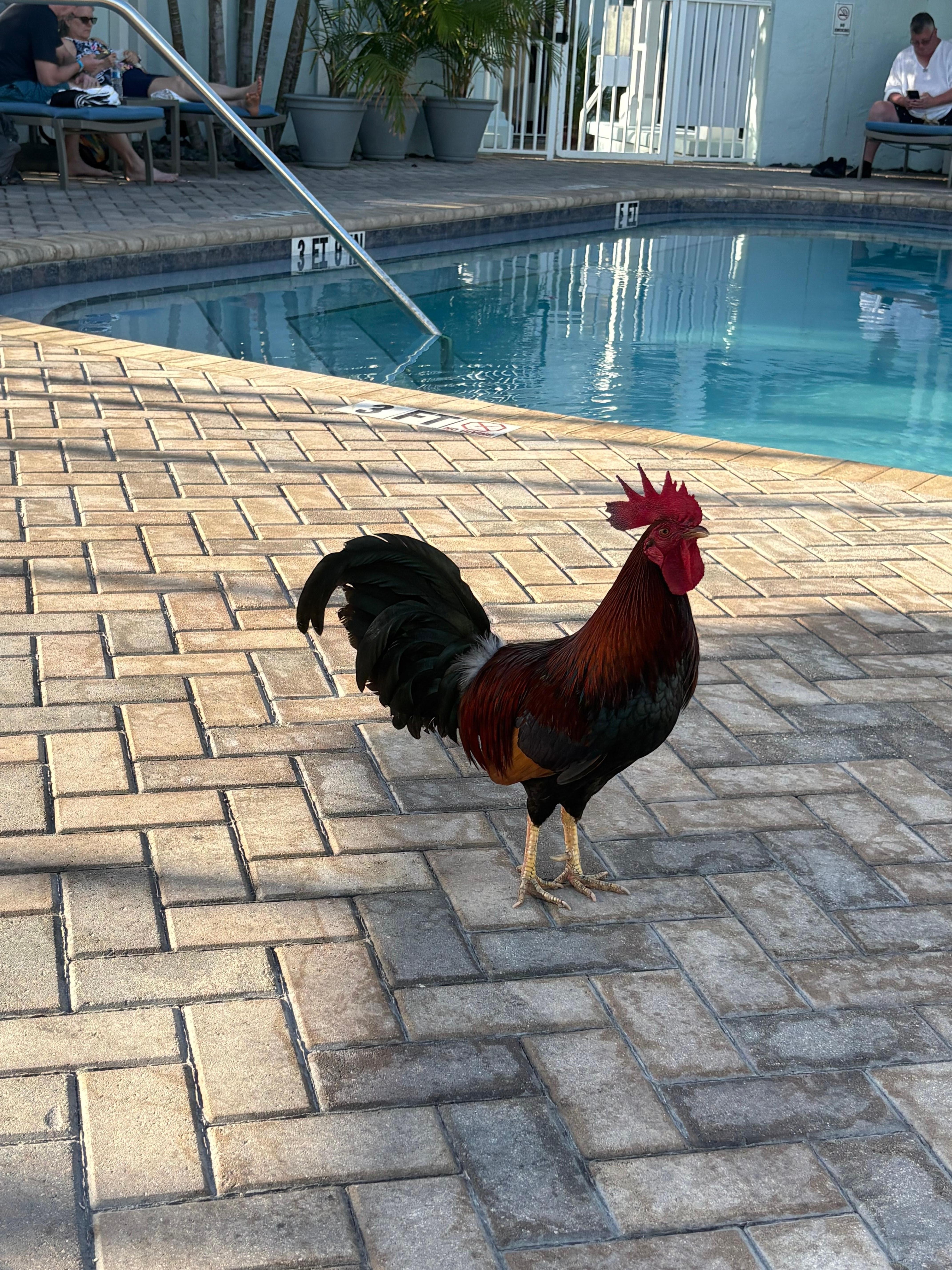 Chicken at the pool