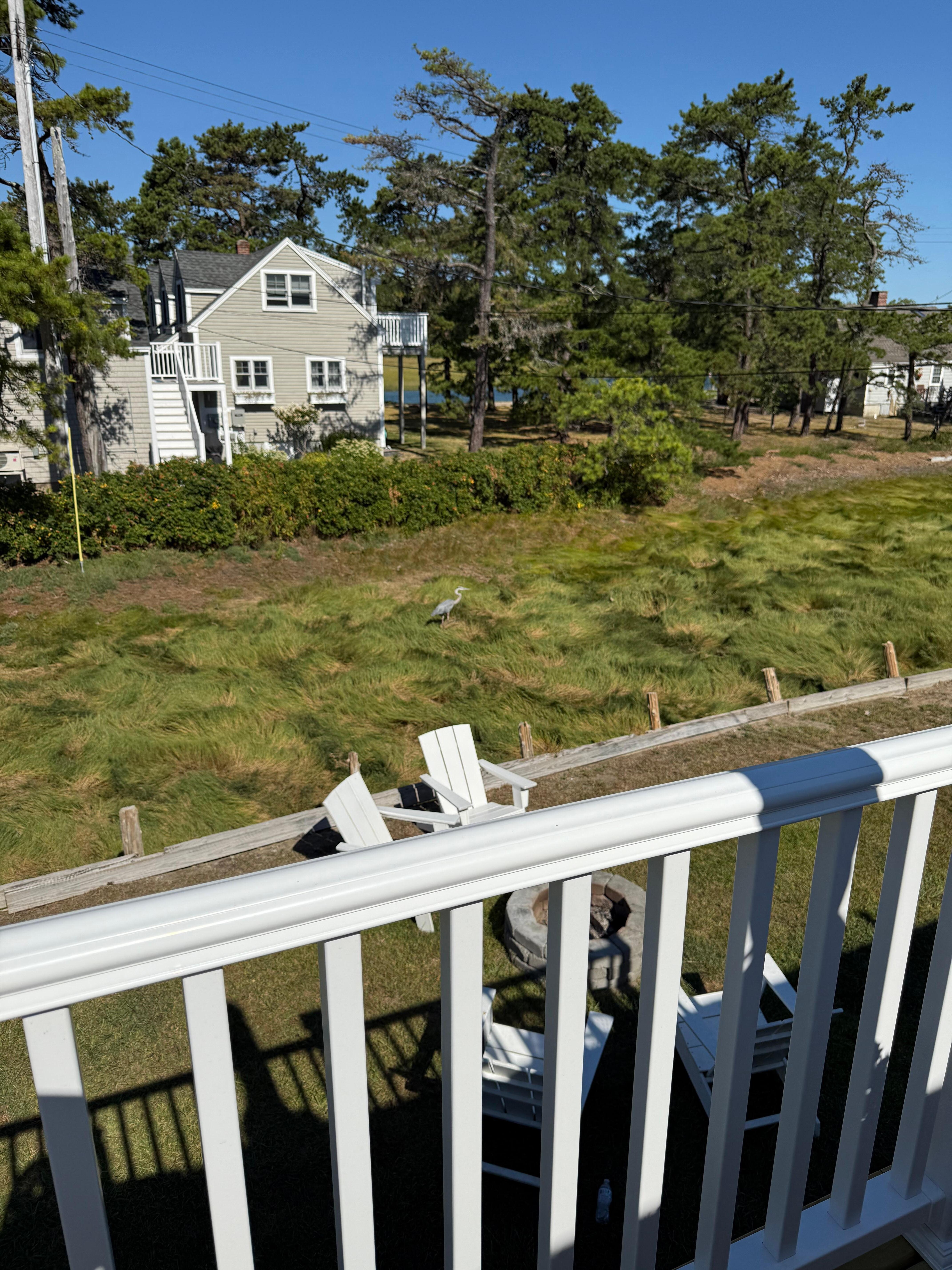 Wild life from the deck