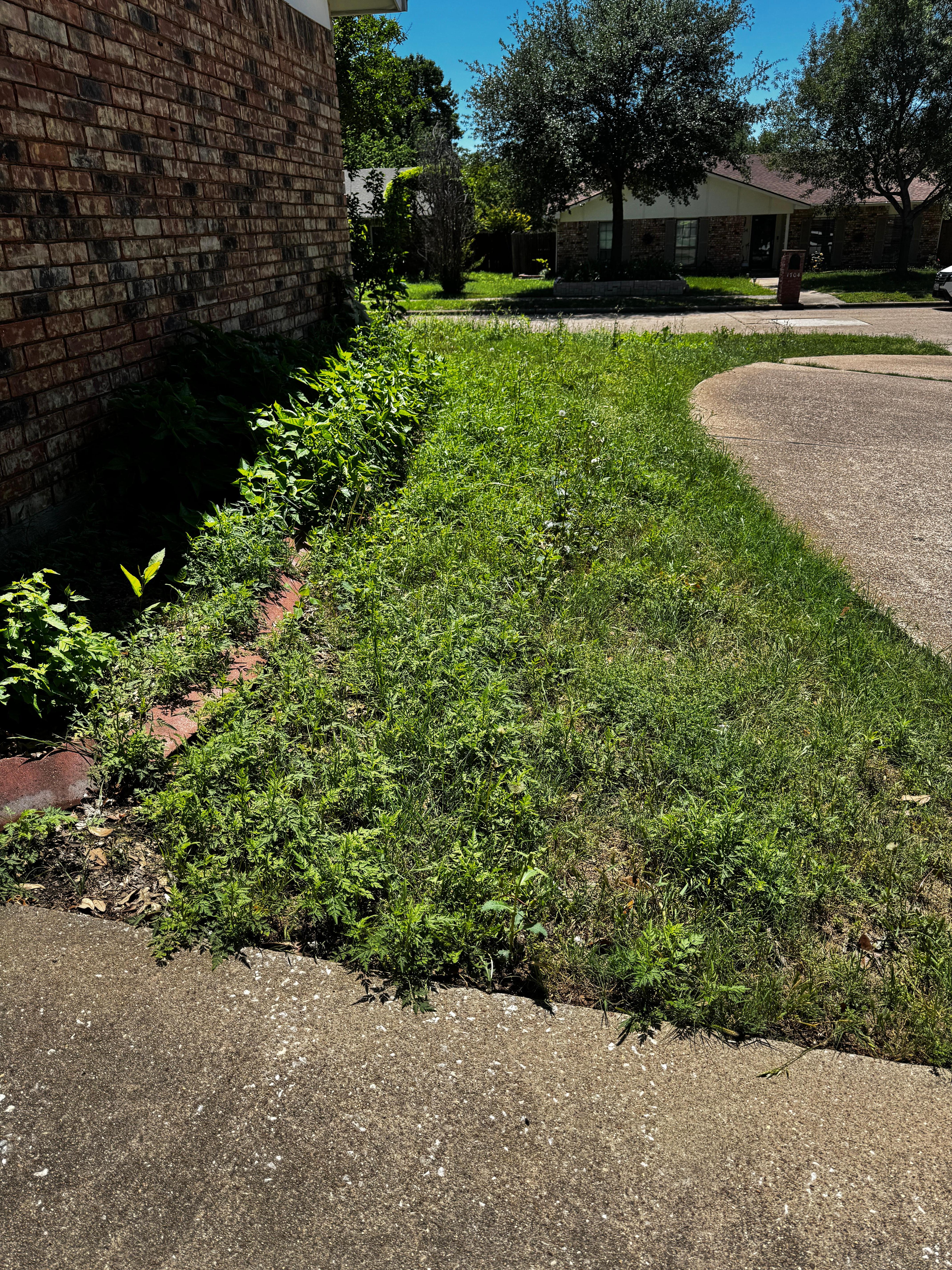 Side yard 