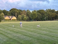 Plenty of room for dogs to stretch their legs.
