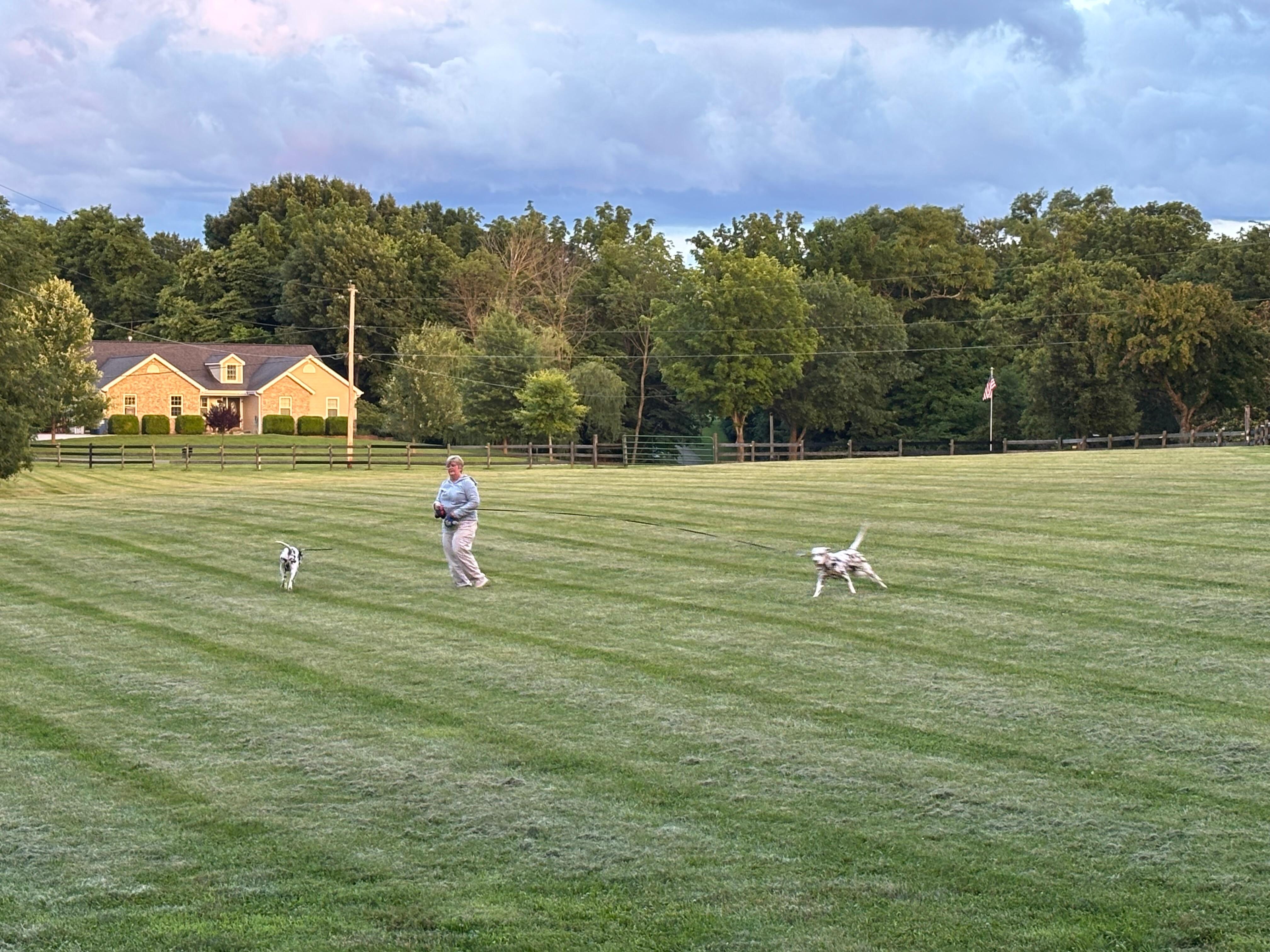 Plenty of room for dogs to stretch their legs.