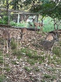 Deer in the yard