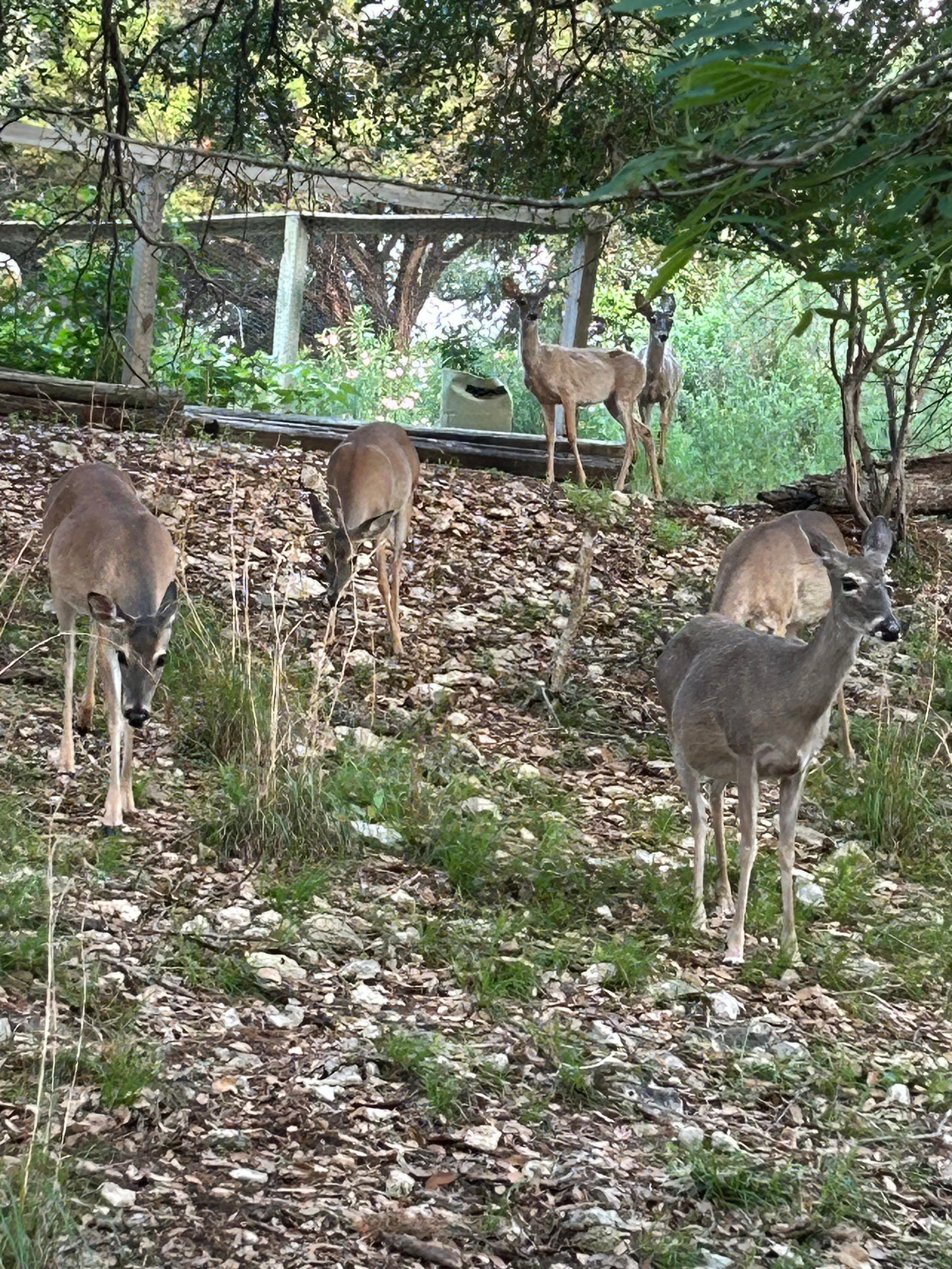 Deer in the yard 