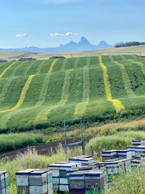 Beautiful rolling farmland