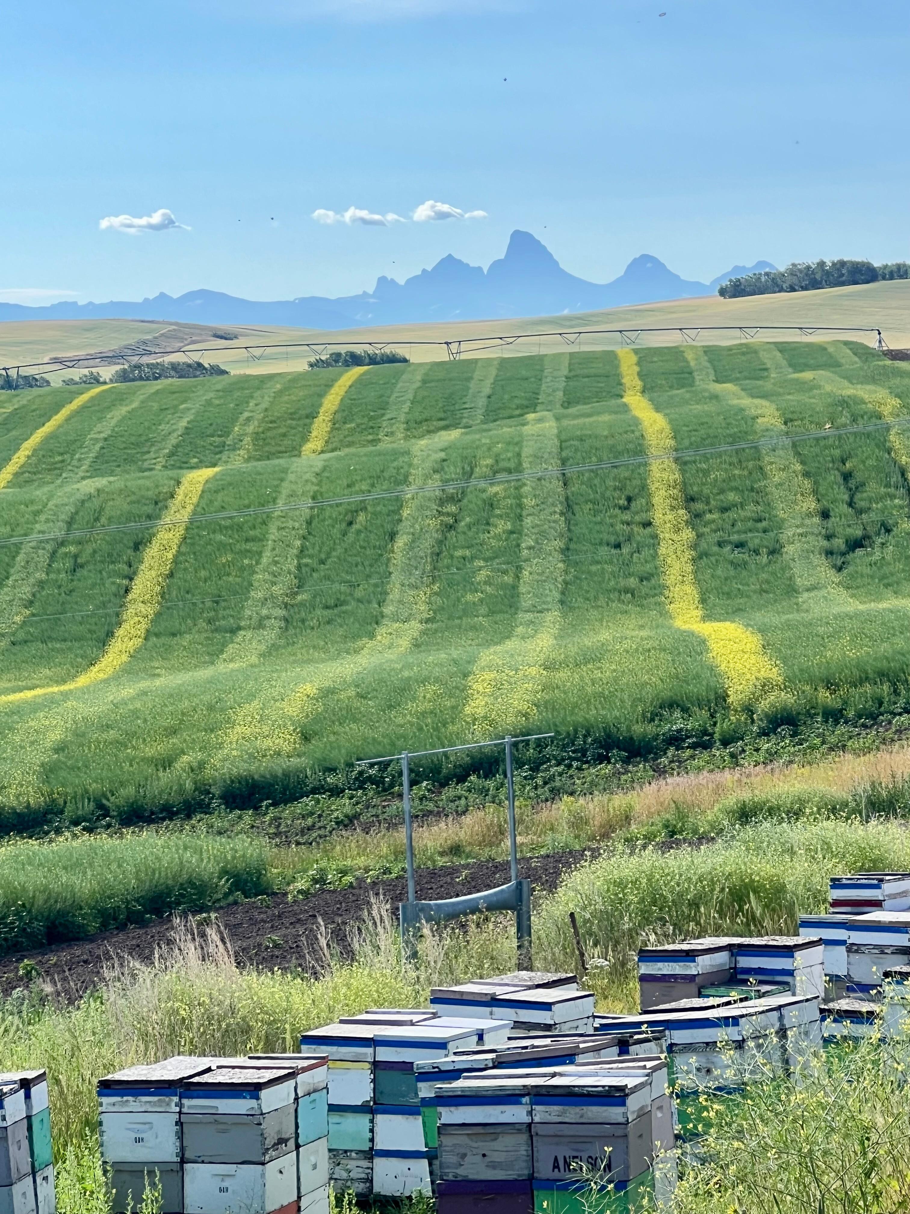 Beautiful rolling farmland 