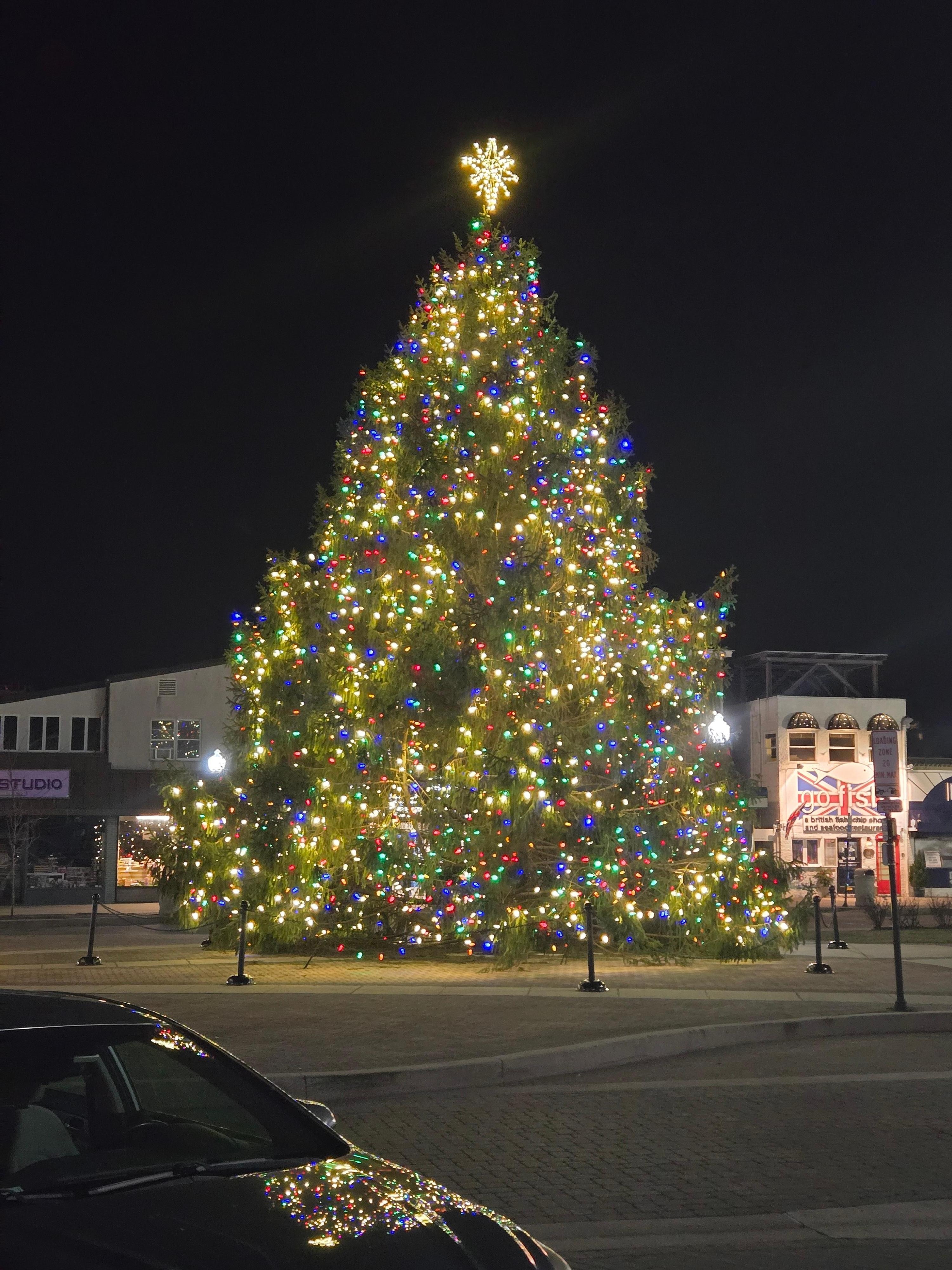 Christmas tree on the boardwalk. 