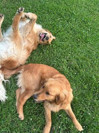 Our welcome committee each time we came back.