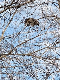 This is a big squirrels nest up in the tree along the drive in to the Depot.