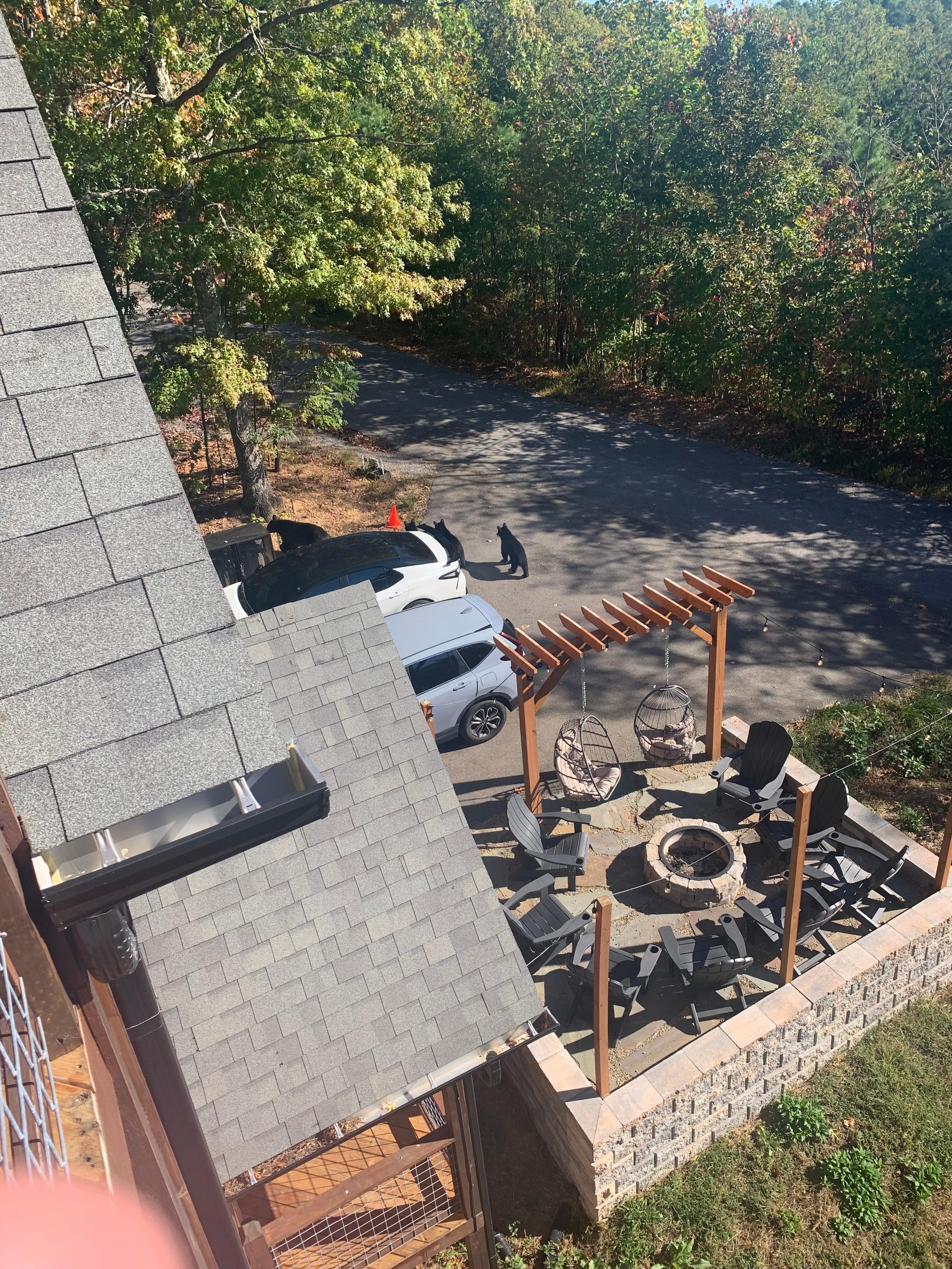 One of many bears we got to see while staying here. 