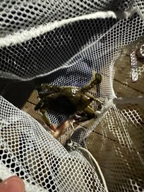 We caught a blue crab and cooked it!
