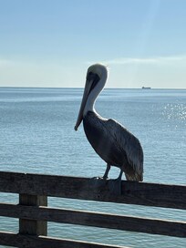 Pelican on Jimmys Pier!