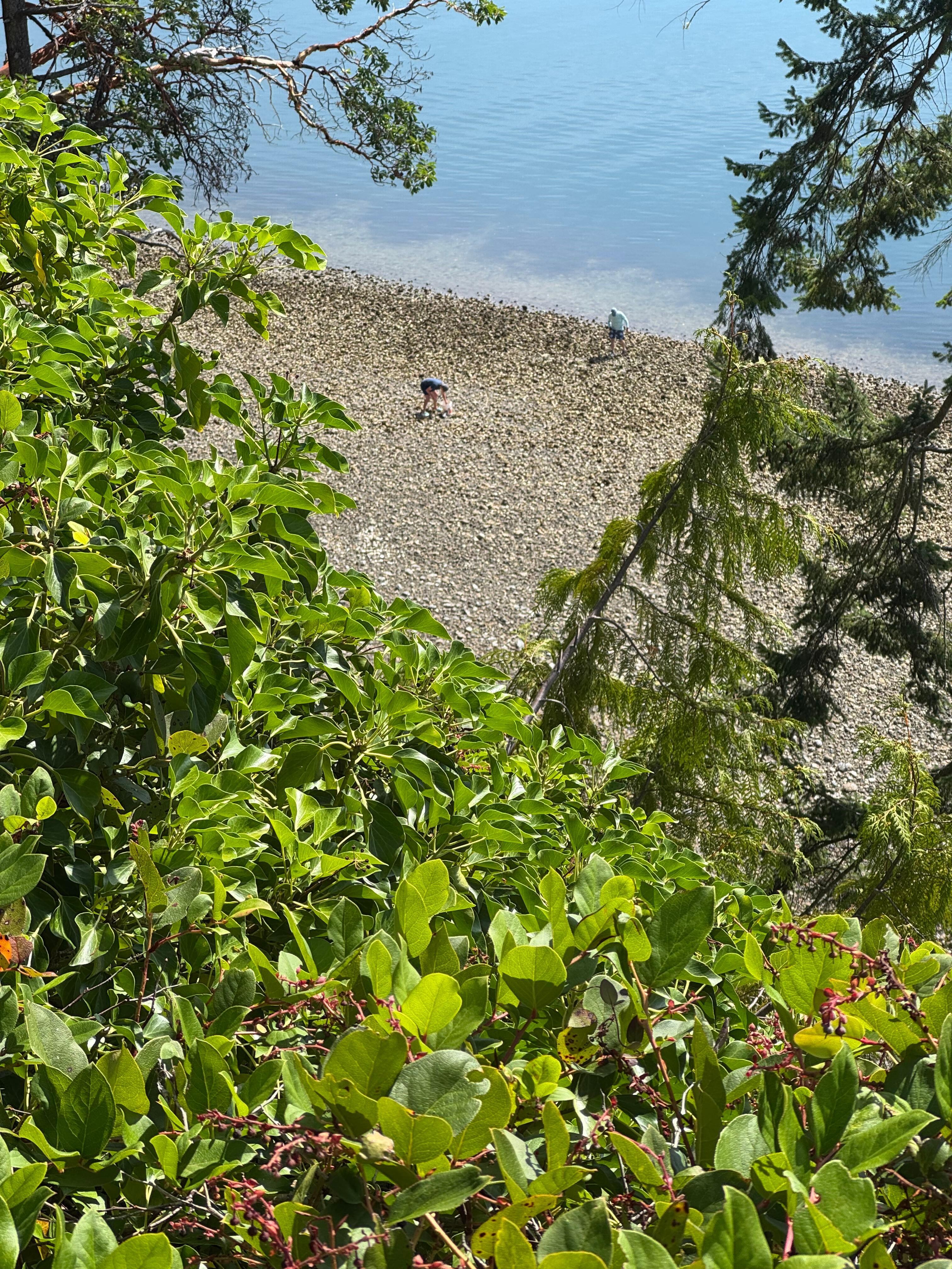 Collecting oysters at low tide