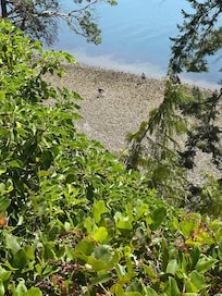 Collecting oysters at low tide