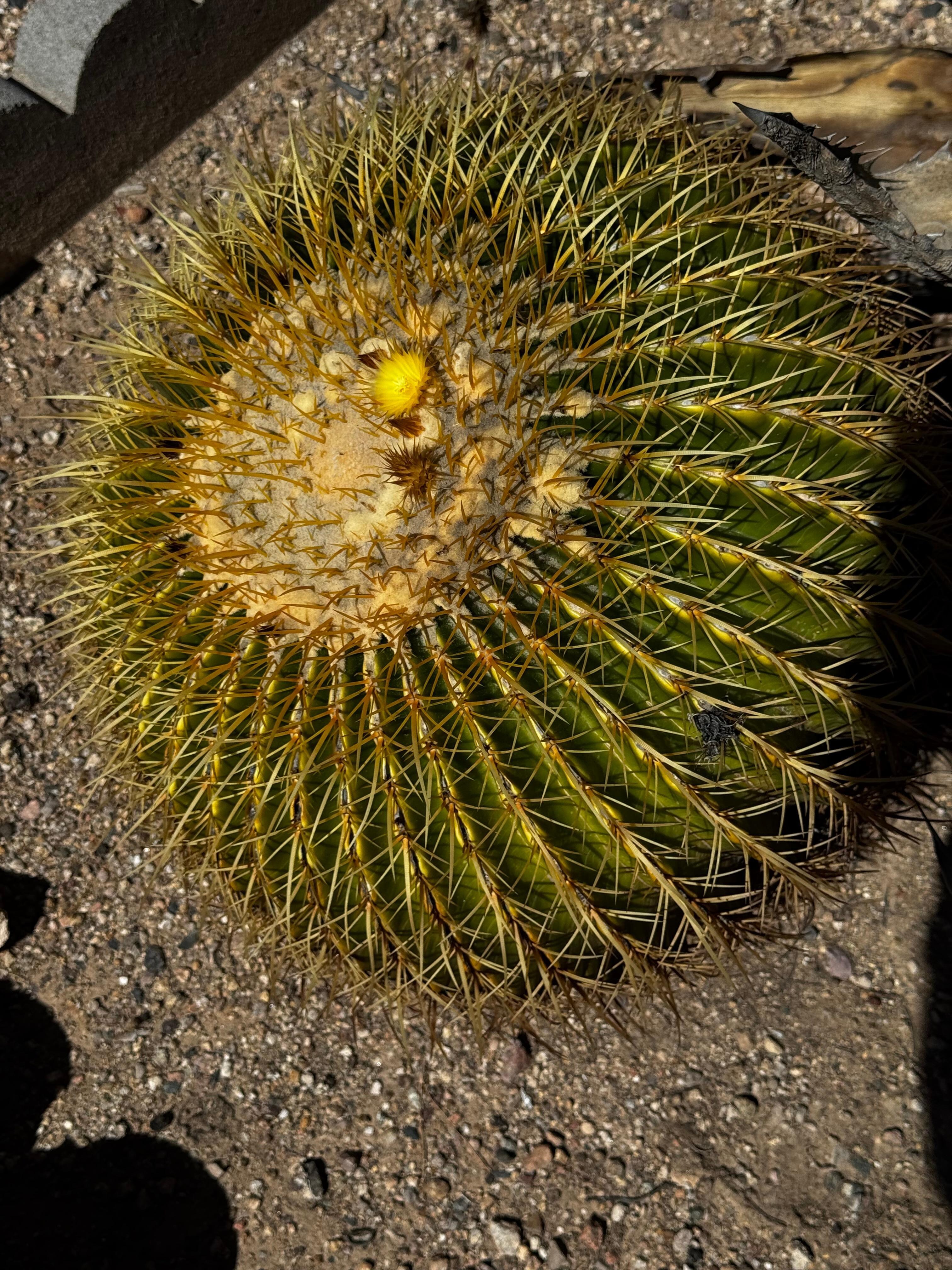 Barrel cactus blooming in mid March 2026