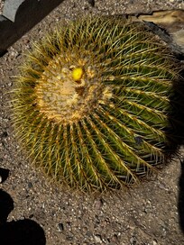 Barrel cactus blooming in mid March 2026
