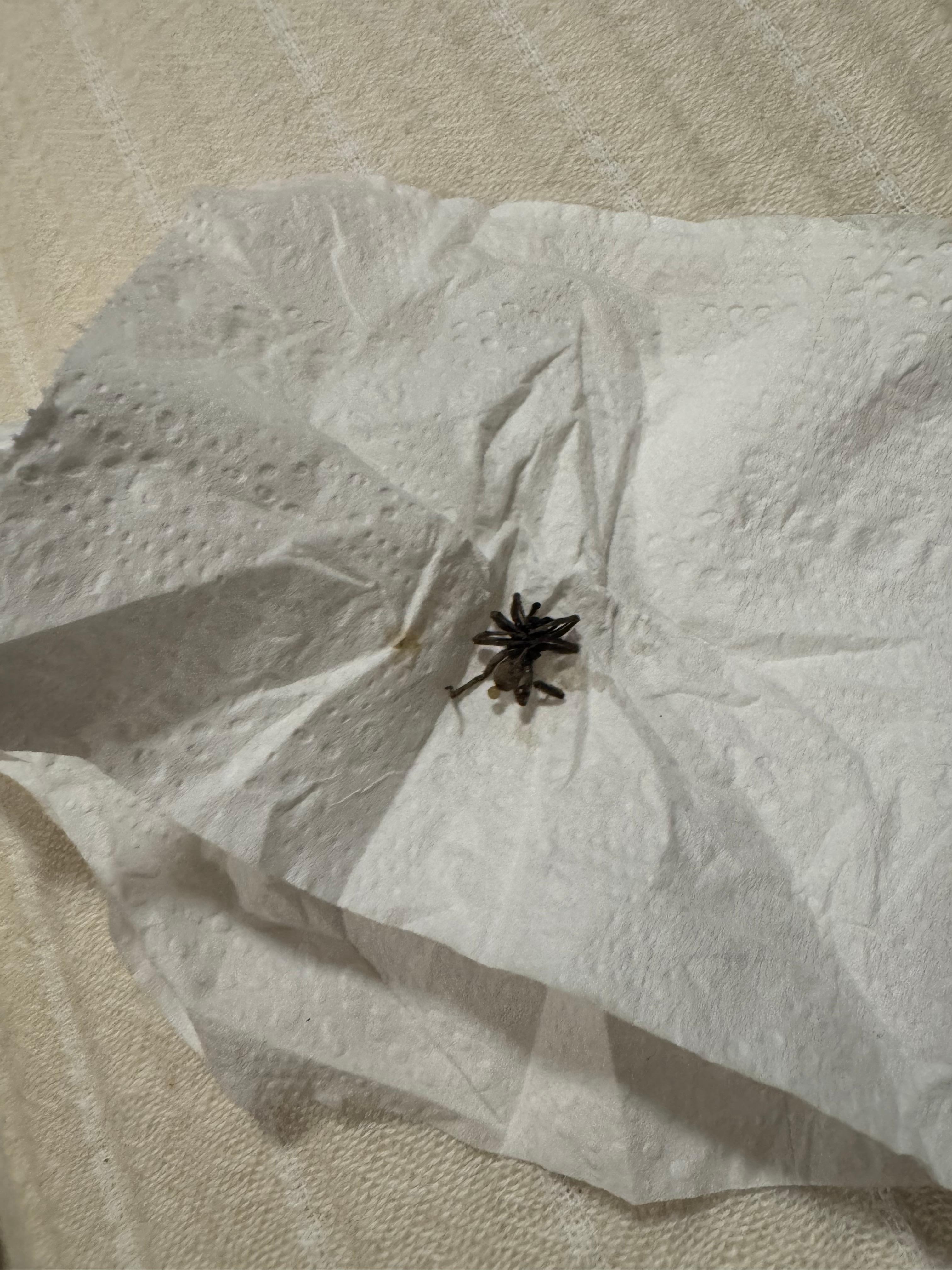 Spiders on bed and tub