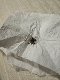 Spiders on bed and tub