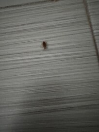 There were more. This was the first one. Every time I woke up to go to the bathroom I would see one and smash it with a rag under my foot the owner saw the bigger ones