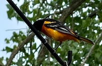 Baltimore Oriole on our bird feeder