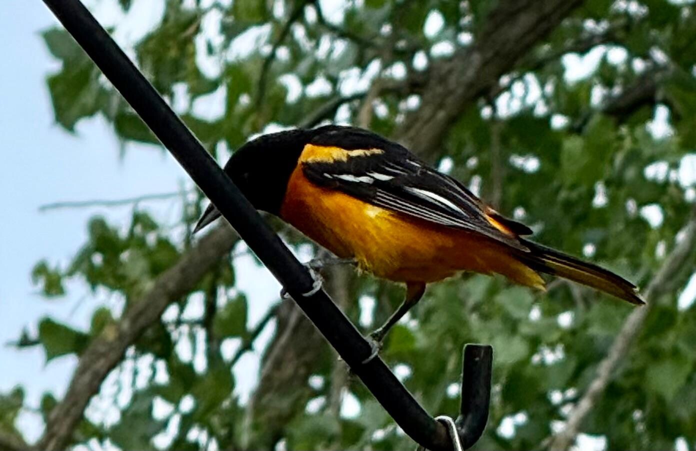 Baltimore Oriole on  our bird feeder