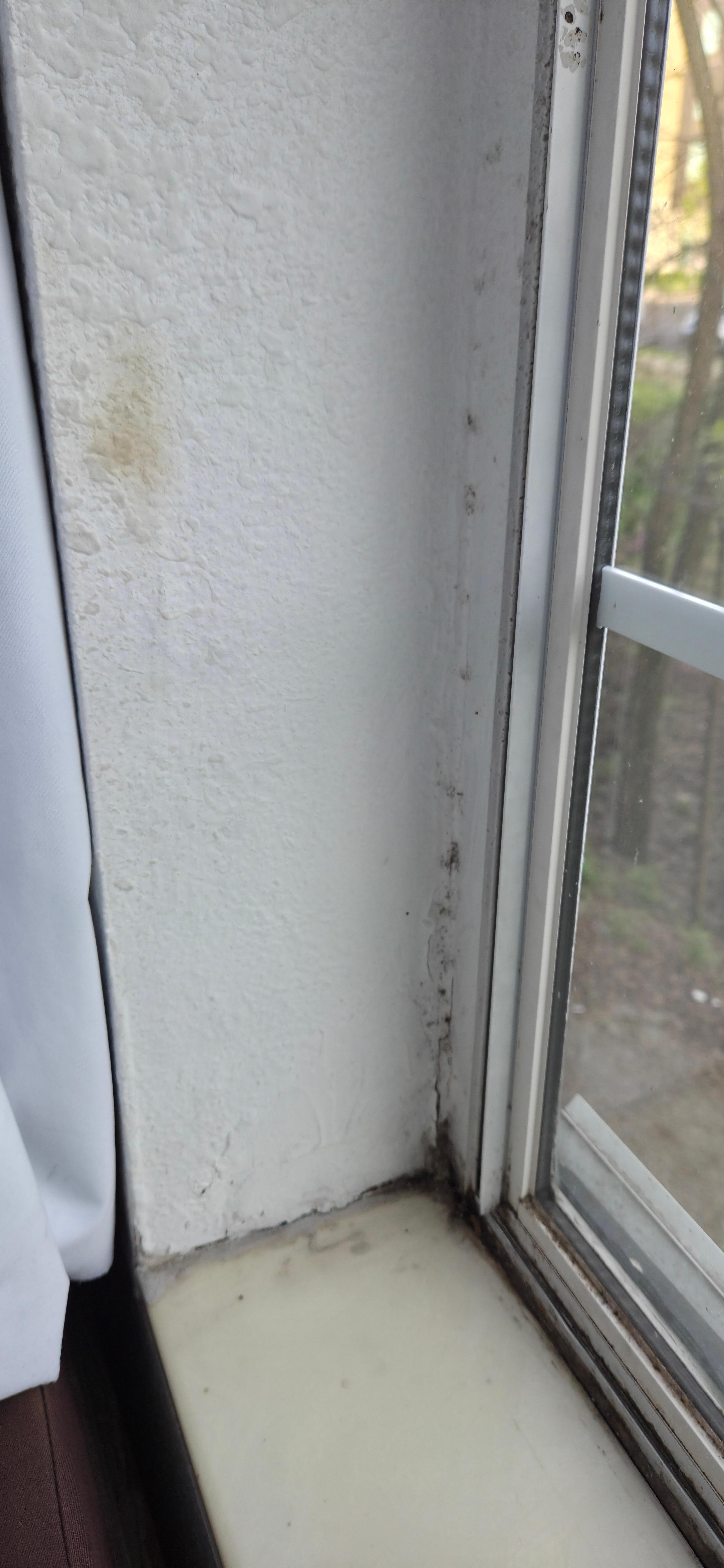 Mold in window seals