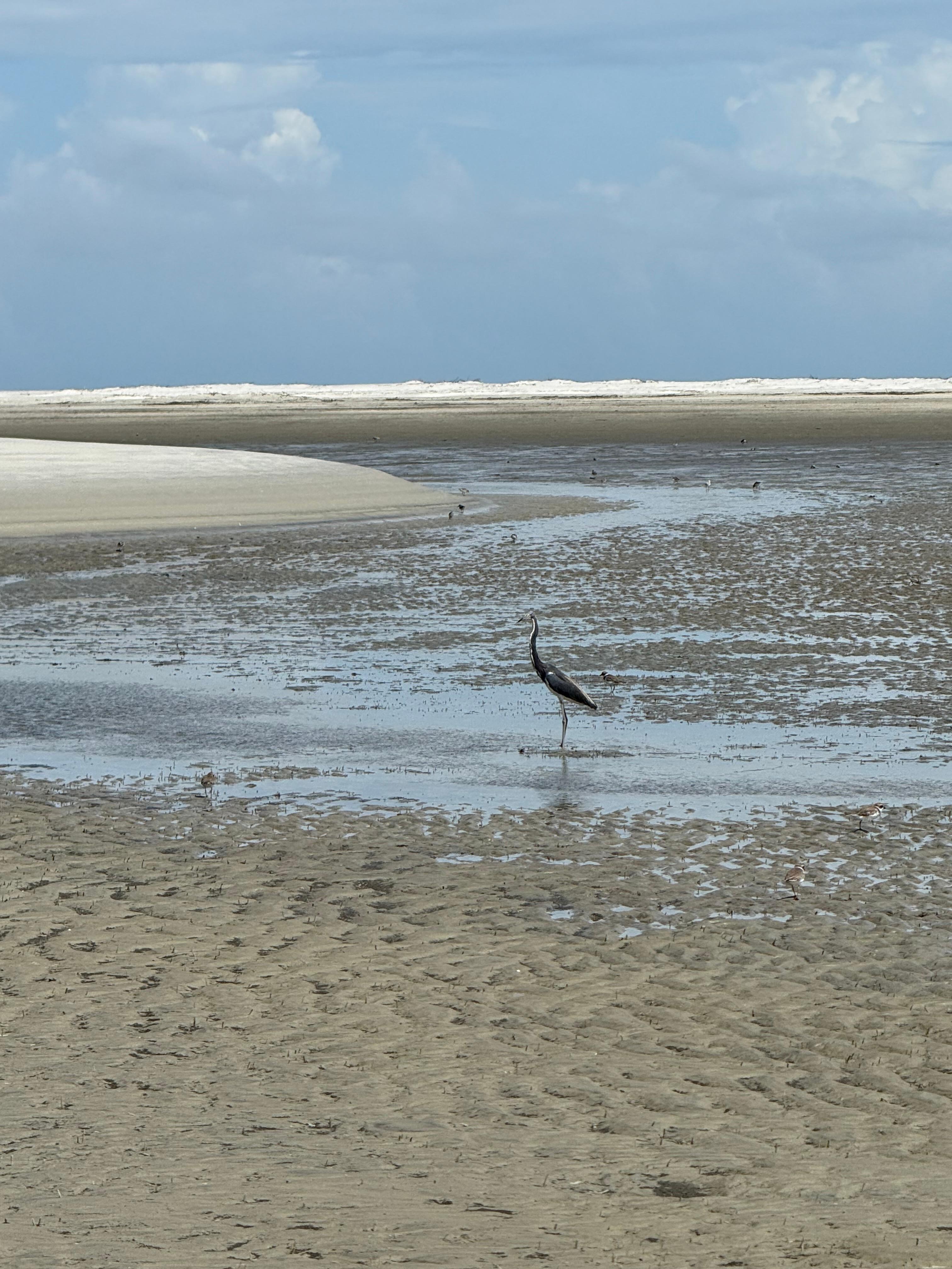 Harbor Island low tide