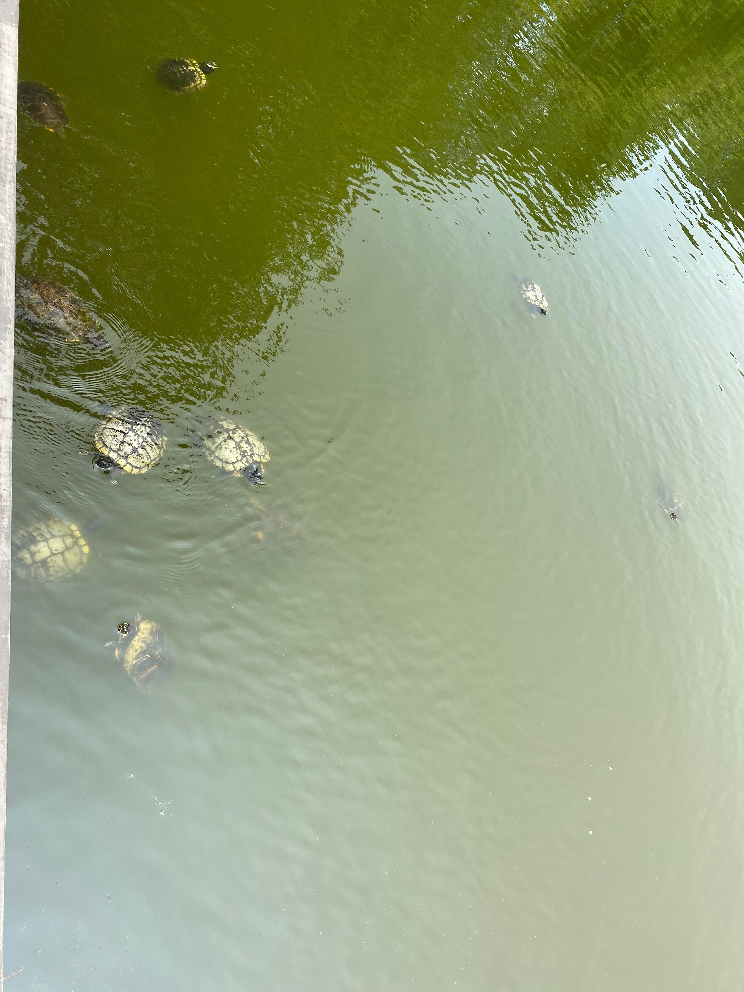 The Turtles! 