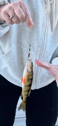 Yellow perch from the dock