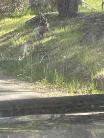 Baby koala with its mother