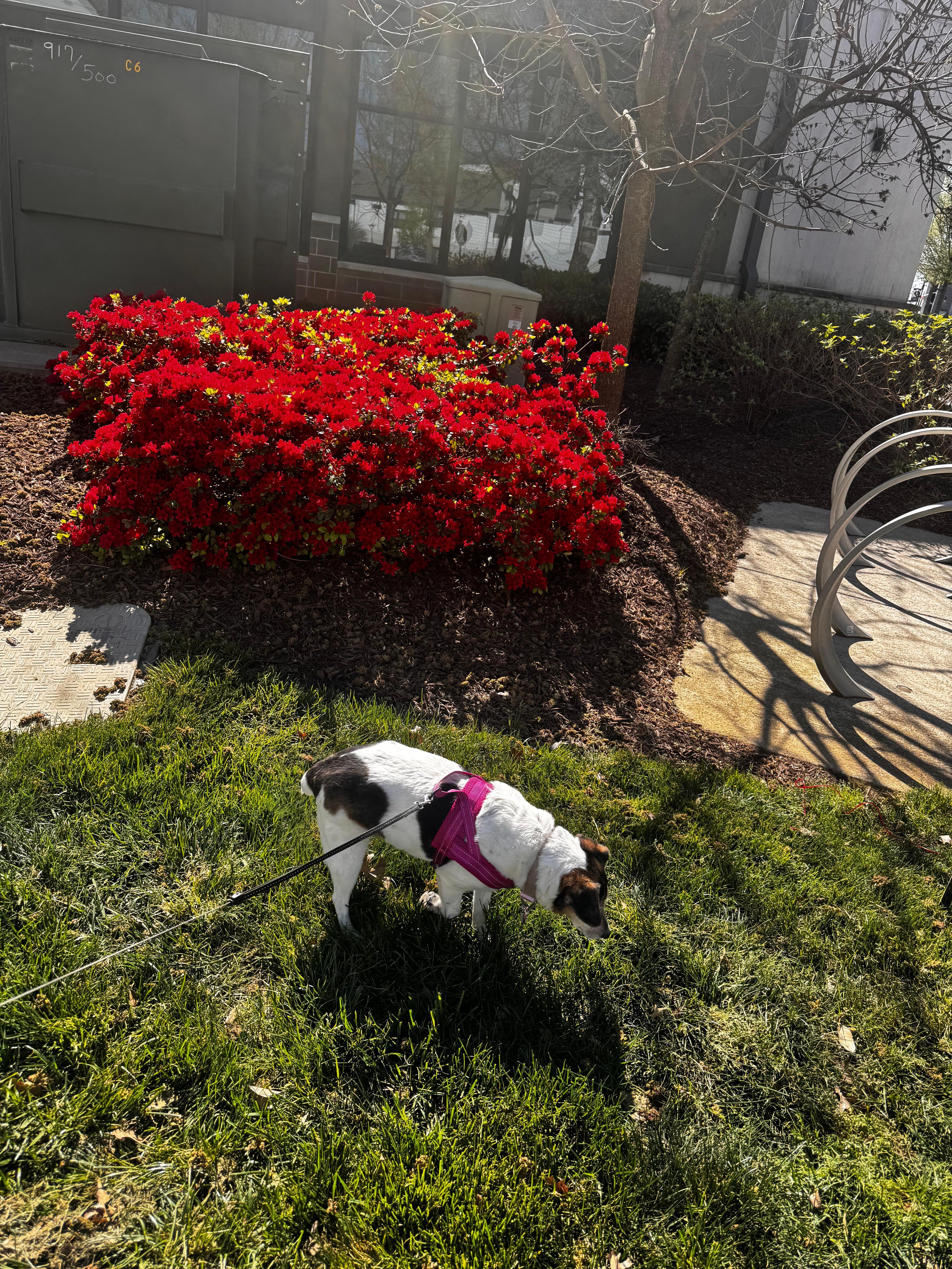 My little 15 year old girl Jody walking the area around the hitel