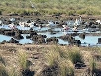 Birding on the road to the house.