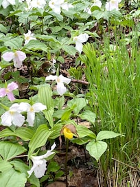 Along the road. We saw big morels, too.