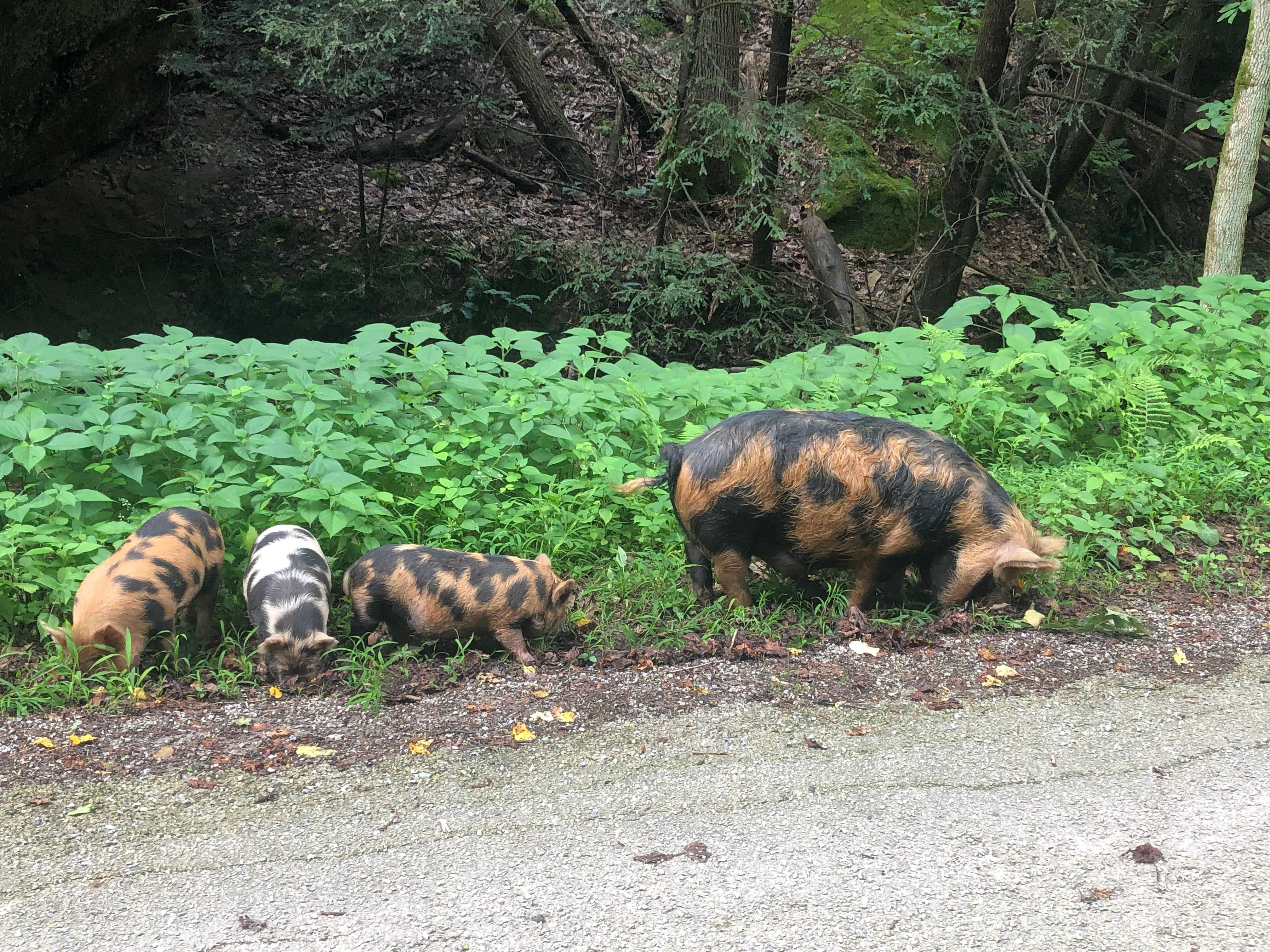 Wild pigs cruising through the neighborhood. Very tame and unthreatening 