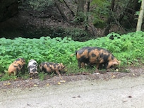 Wild pigs cruising through the neighborhood. Very tame and unthreatening