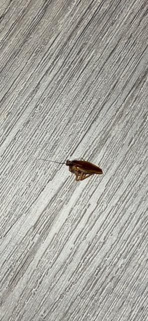 Cockroach killed at the Best Western Plus Garden Court Inn