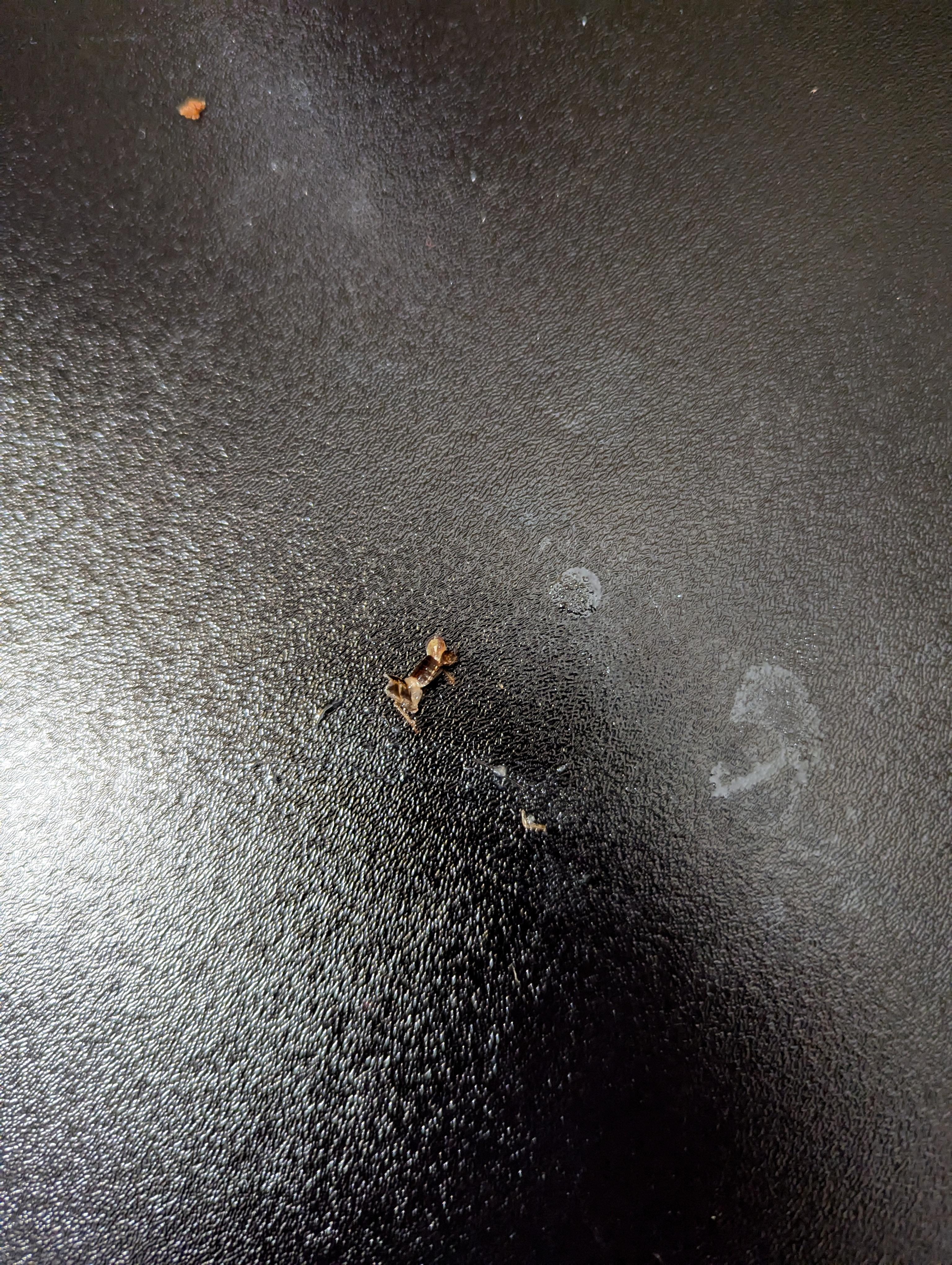 Little roach on desk in the room