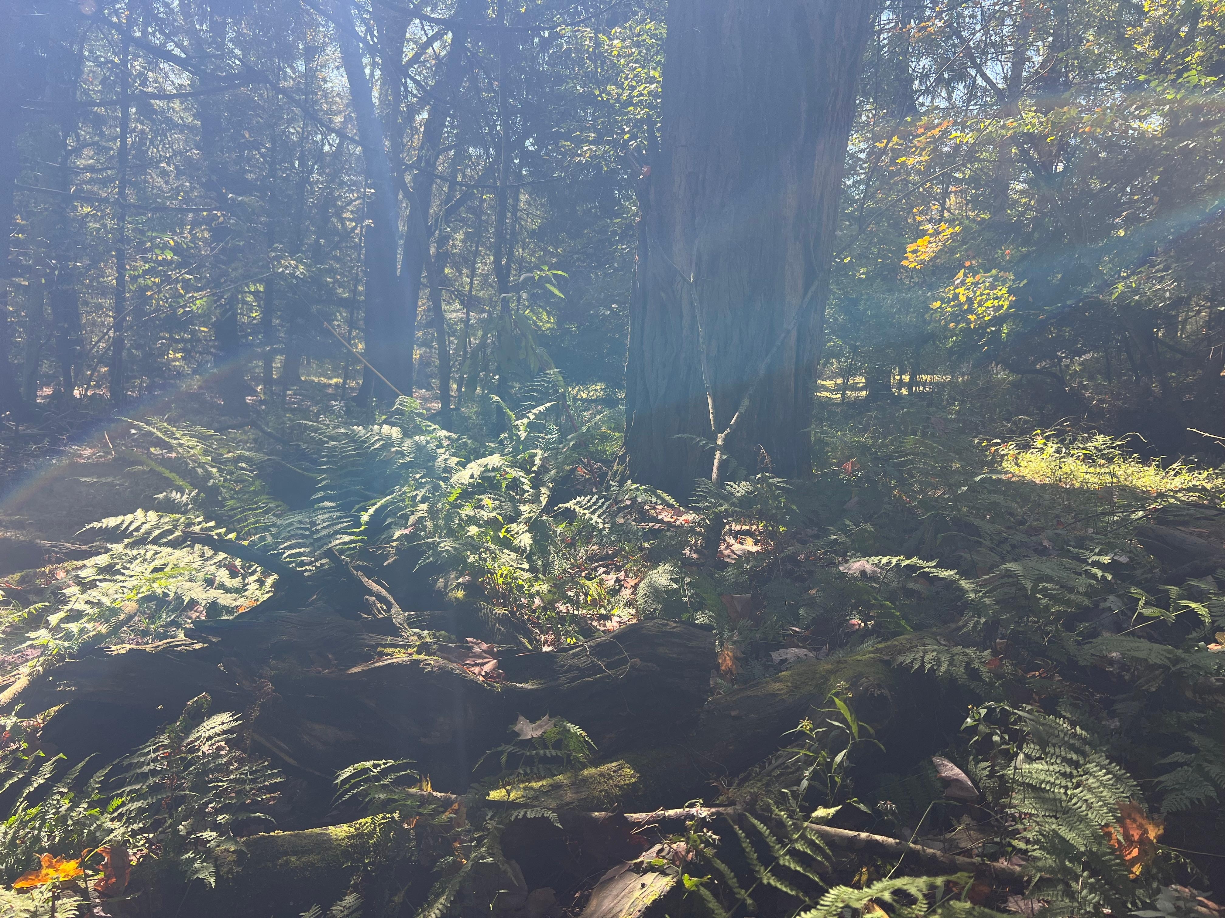 Good morning sunshine